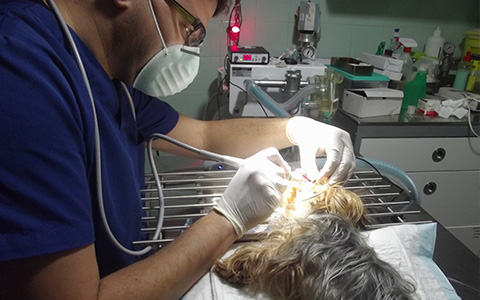 odontologia-01