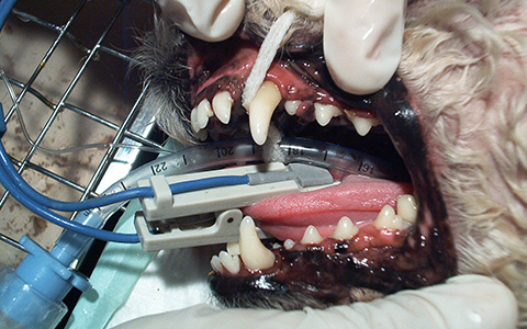 odontologia-02